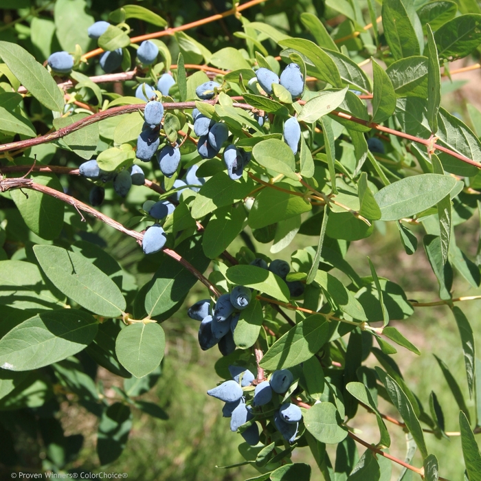 Yezberry® Solo™ - Lonicera caerulea from E.C. Brown's Nursery