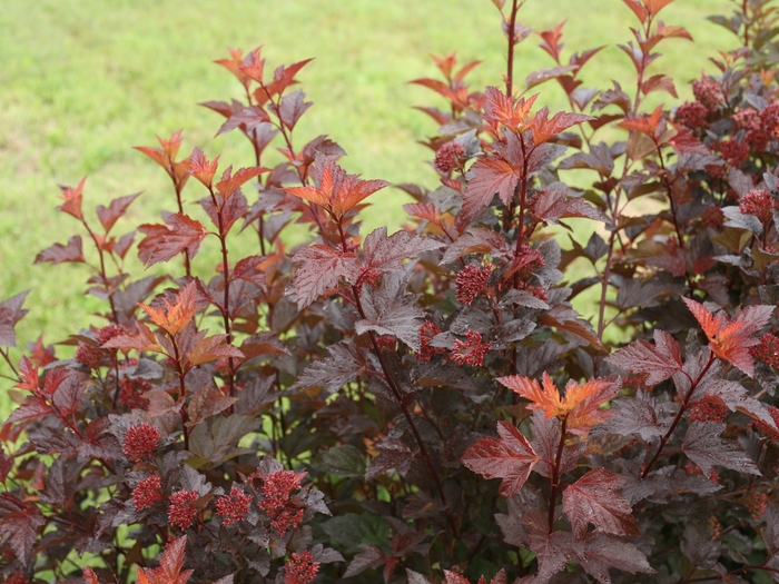 Ginger Wine® Ninebark - Physocarpus o. 'SMNPOBLR' PP28695, CBR 5939 from E.C. Brown's Nursery