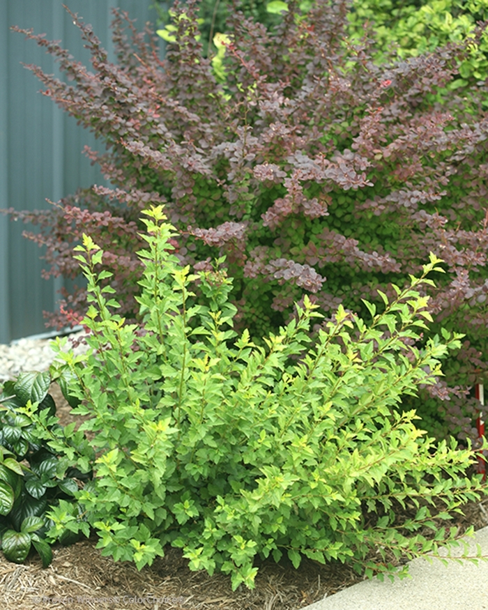 Tiny Wine® Gold - Physocarpus opulifolius from E.C. Brown's Nursery