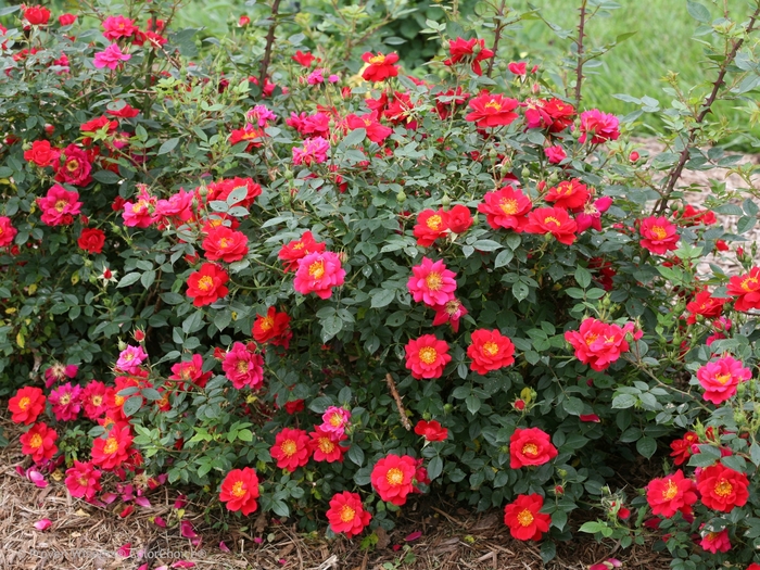 Oso Easy® Urban Legend® - Rosa 'ChewPatout' PP28395, Can 5831 (Rose) from E.C. Brown's Nursery Oso Easy® Urban Legend® - Rosa 'ChewPatout' PP28395, Can 5831 (Rose) from E.C. Brown's Nursery