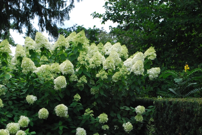 Little Lime® - Hydrangea paniculata from E.C. Brown's Nursery