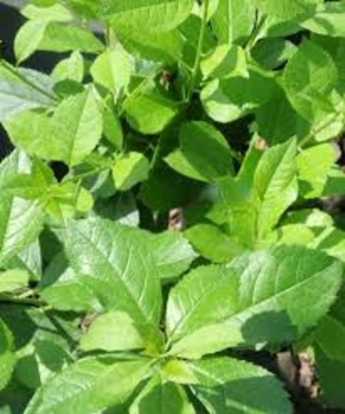 Mr. Poppins® - Ilex verticillata from E.C. Brown's Nursery