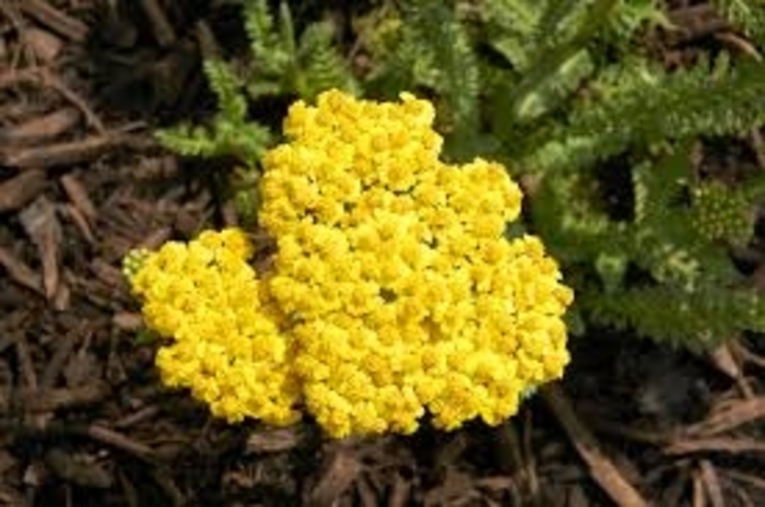 Little Moonshine Yarrow - Achillea 'ACBZ0002' PP28179 (Yarrow) from E.C. Brown's Nursery