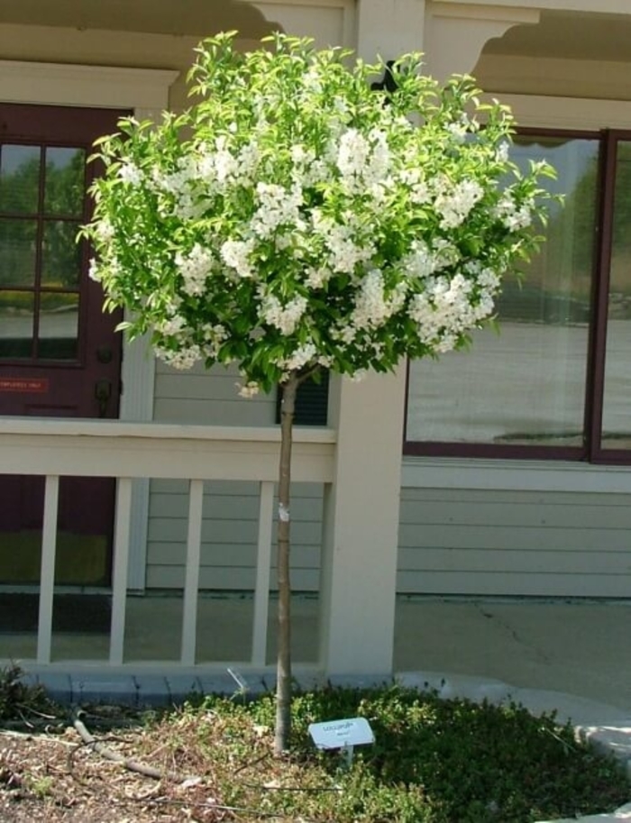 Lollipop® Crabapple - Malus hybrid from E.C. Brown's Nursery