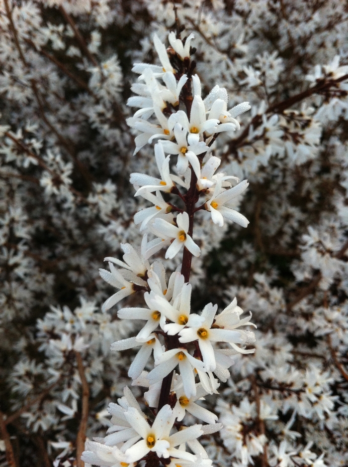Pink Forsythia - Abeliophyllum distichum 'Roseum' from E.C. Brown's Nursery Pink Forsythia - Abeliophyllum distichum 'Roseum' from E.C. Brown's Nursery