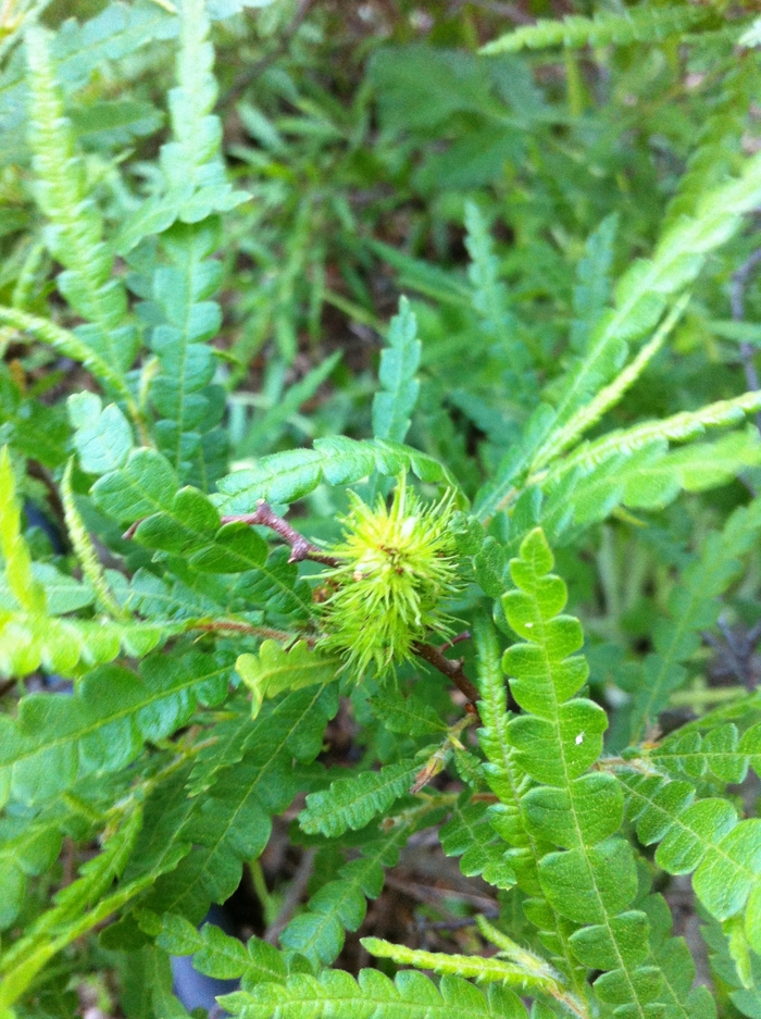 Sweet Fern - Comptonia peregrina from E.C. Brown's Nursery