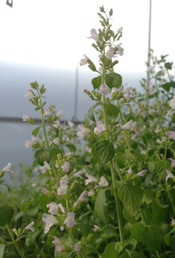 Calamint - Calamintha nepeta from E.C. Brown's Nursery