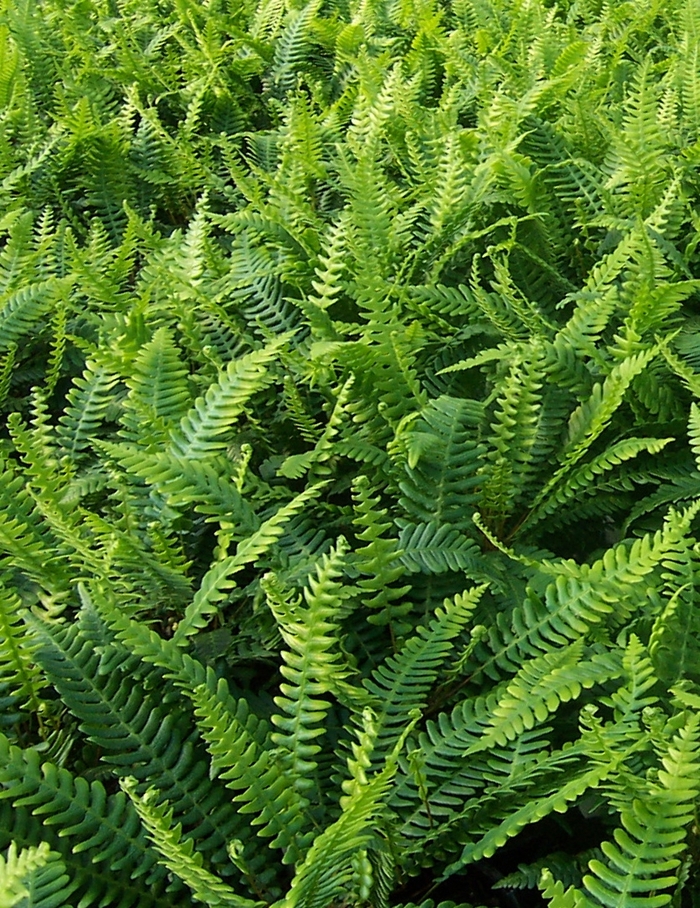 Deer Fern - Blechnum spicant from E.C. Brown's Nursery