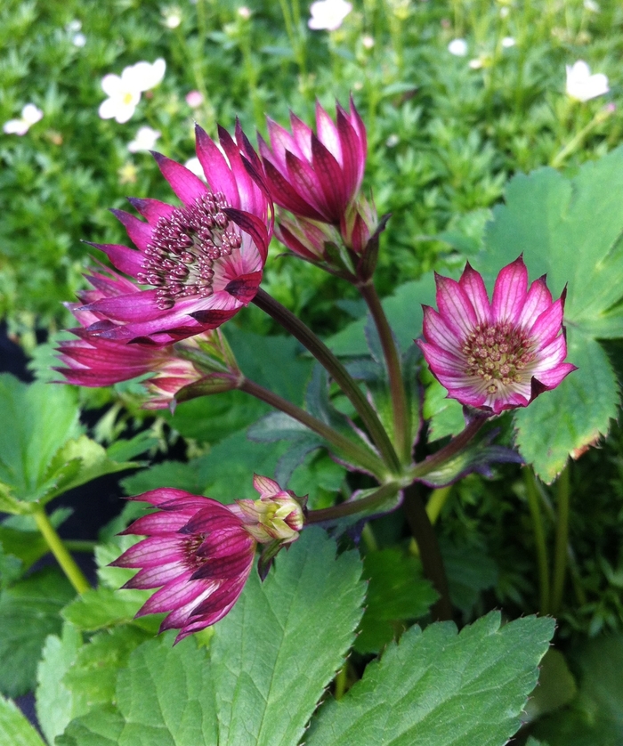 Hattie's Pincushion - Astrantia major 'Ruby Wedding' from E.C. Brown's Nursery Hattie's Pincushion - Astrantia major 'Ruby Wedding' from E.C. Brown's Nursery