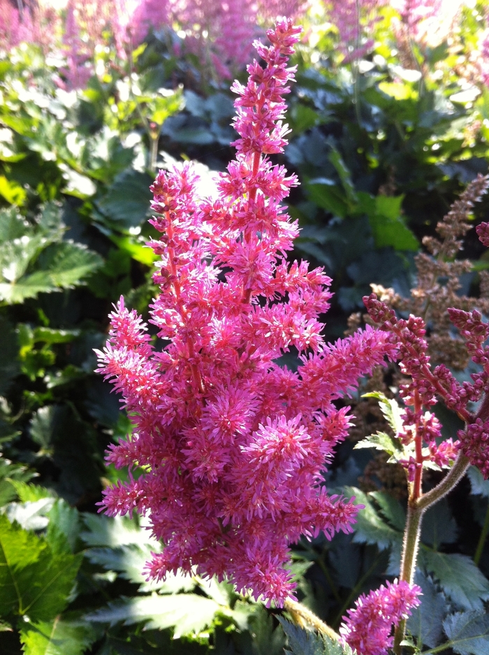 False Spirea - Astilbe chinensis 'Little Vision in Pink' from E.C. Brown's Nursery
