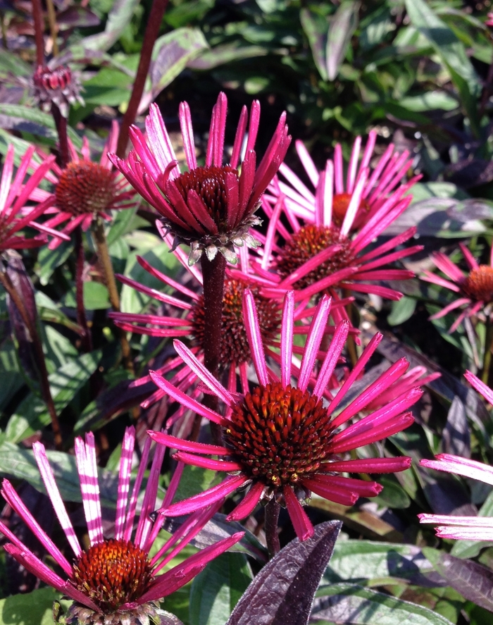 Burgundy Fireworks Coneflower - Echinacea 'Burgundy Fireworks' (Coneflower) from E.C. Brown's Nursery