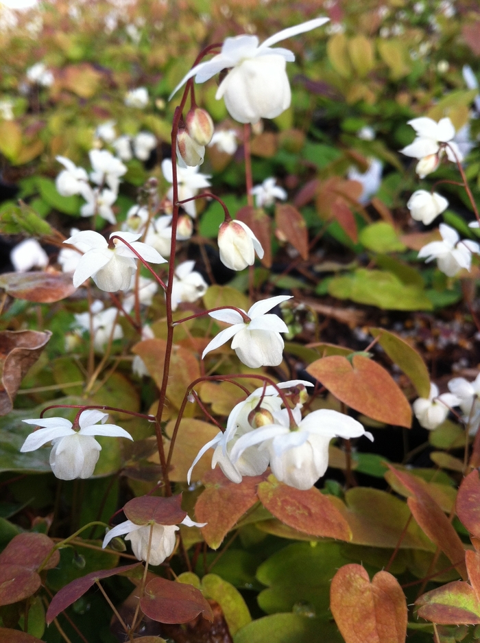 Barrenwort - Epimedium youngianum 'Niveum' from E.C. Brown's Nursery