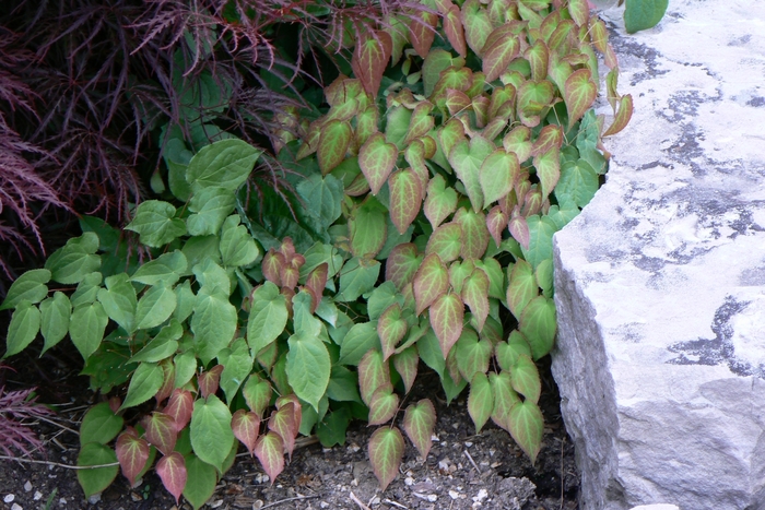 Red Barrenwort - Epimedium x rubrum from E.C. Brown's Nursery Red Barrenwort - Epimedium x rubrum from E.C. Brown's Nursery