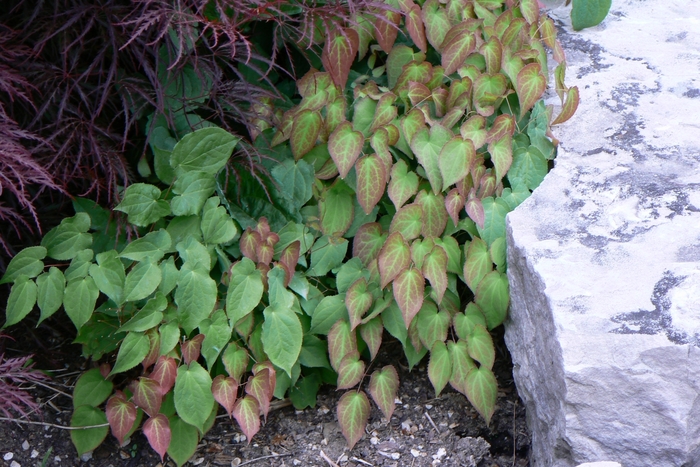 Red Barrenwort - Epimedium x rubrum from E.C. Brown's Nursery