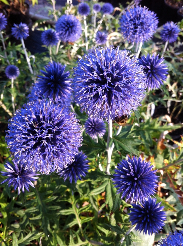 Globe Thistle - Echinops ritro 'Veitch's Blue' from E.C. Brown's Nursery