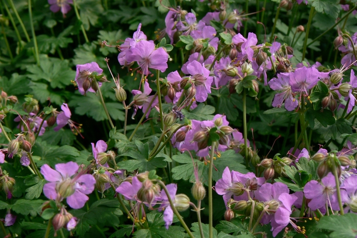 Dwarf Cransebill - Geranium x cantabrigiense 'Cambridge' from E.C. Brown's Nursery