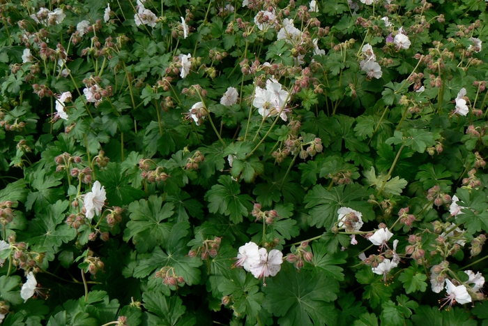 Biokovo Dwarf Cransebill - Geranium x cantabrigiense 'Biokovo' (Dwarf Cransebill) from E.C. Brown's Nursery