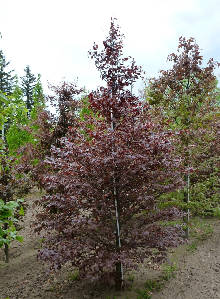 Purpurea (Atropurpurea) - Fagus sylvatica from E.C. Brown's Nursery