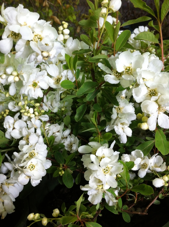 'The Bride' Pearlbush - Exochorda x macrantha from E.C. Brown's Nursery