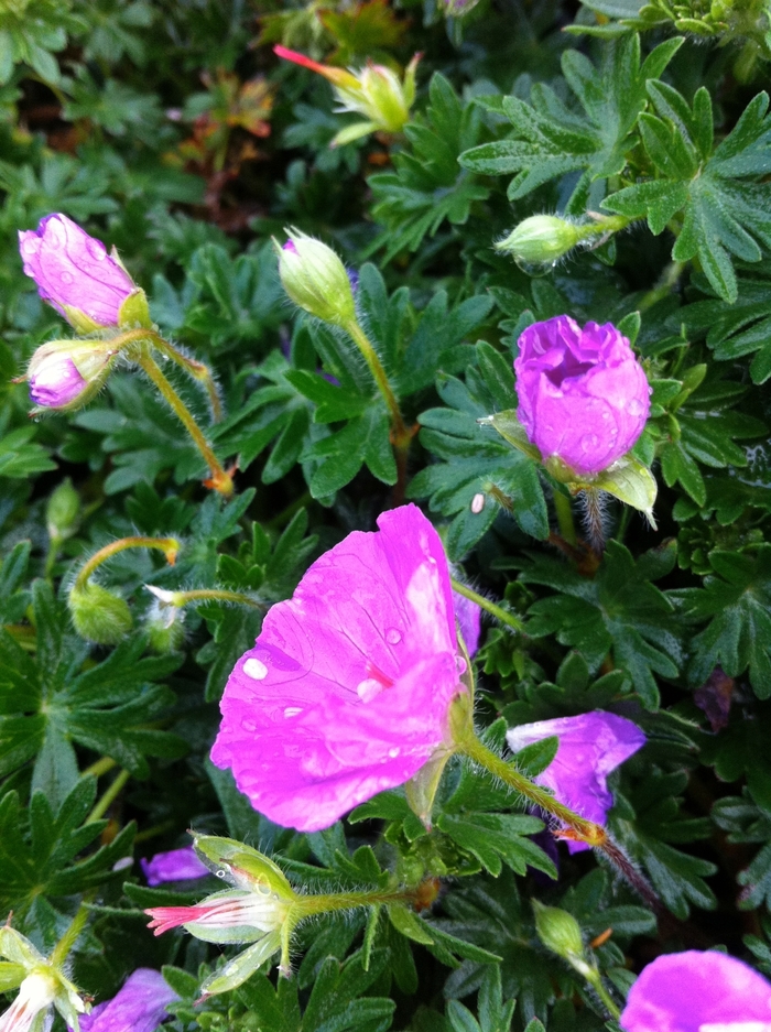 Bloody Cranesbill - Geranium sanguineum 'Max Frei' from E.C. Brown's Nursery