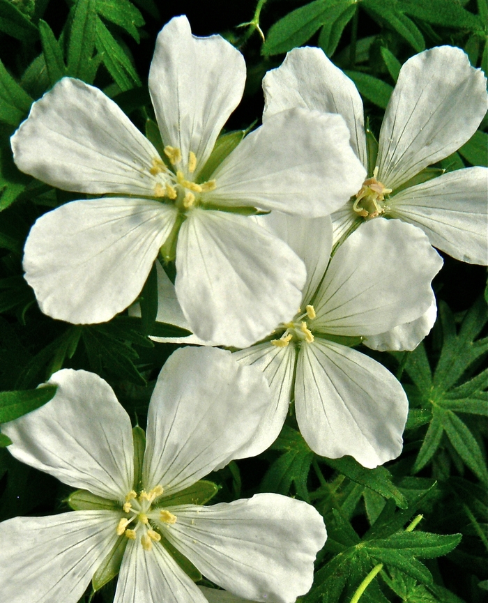 Bloody Cranesbill - Geranium sanguineum 'Album' from E.C. Brown's Nursery