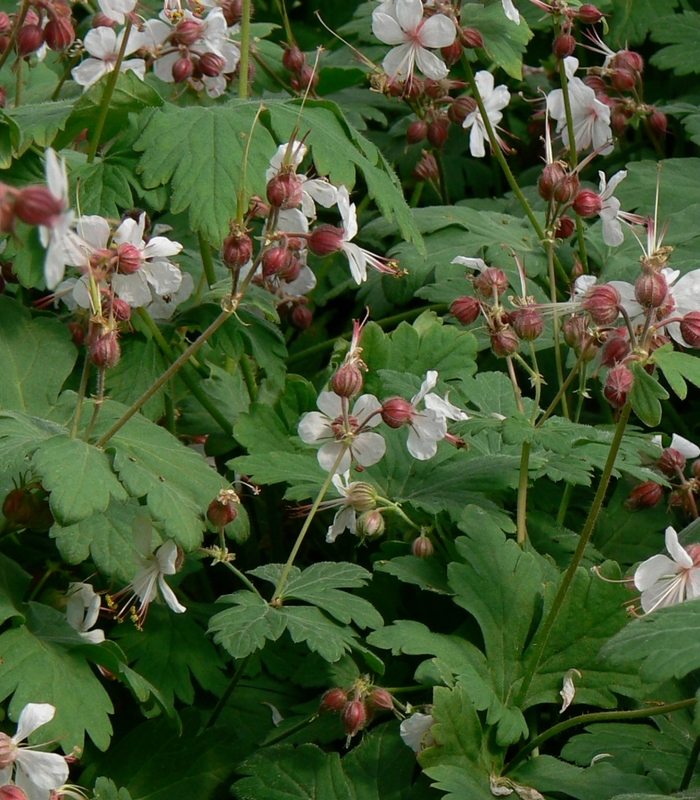 Bigroot Geranium - Geranium macrorrhizum 'Spessart' from E.C. Brown's Nursery