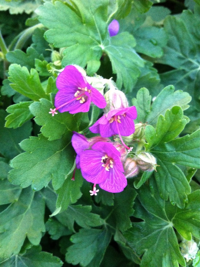 Bigroot Geranium - Geranium macrorrhizum 'Bevan's Variety' from E.C. Brown's Nursery Bigroot Geranium - Geranium macrorrhizum 'Bevan's Variety' from E.C. Brown's Nursery