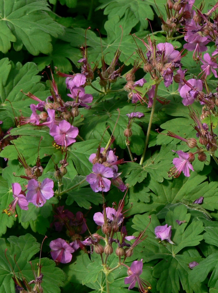 Bigroot Geranium - Geranium macrorrhizum from E.C. Brown's Nursery