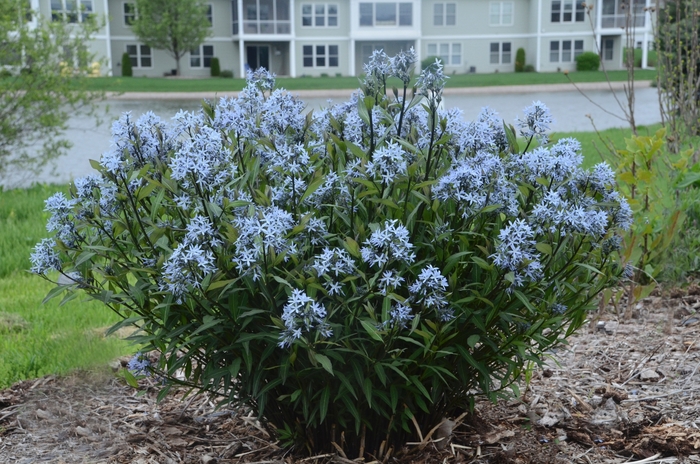 Amsonia 'Storm Cloud' - Amsonia tabernaemontana 'Storm Cloud' (Bluestar) from E.C. Brown's Nursery Amsonia 'Storm Cloud' - Amsonia tabernaemontana 'Storm Cloud' (Bluestar) from E.C. Brown's Nursery