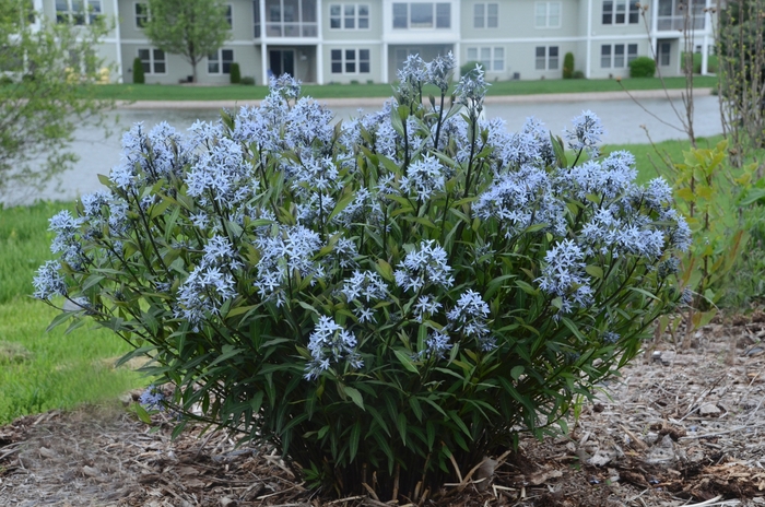 Amsonia 'Storm Cloud' - Amsonia tabernaemontana 'Storm Cloud' (Bluestar) from E.C. Brown's Nursery