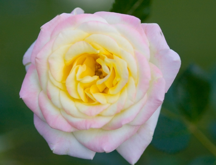Easy Elegance® 'Music Box' Rose - Rosa 'BAIbox' from E.C. Brown's Nursery Easy Elegance® 'Music Box' Rose - Rosa 'BAIbox' from E.C. Brown's Nursery