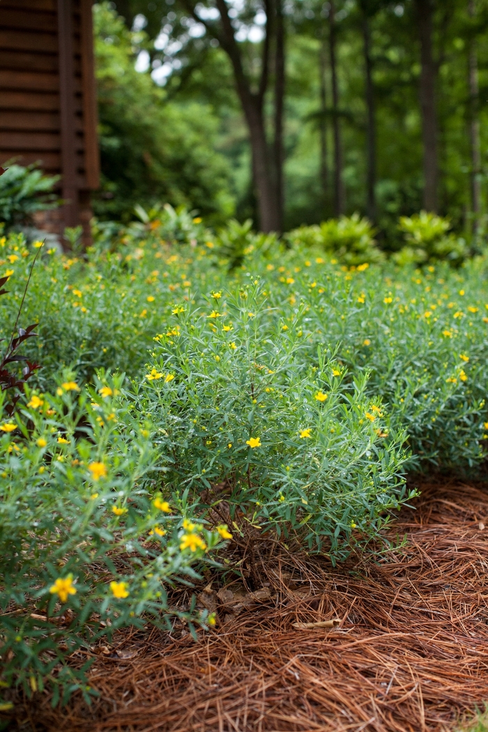 Cobalt-n-Gold™ Hypericum - Hypericum kalmianum from E.C. Brown's Nursery Cobalt-n-Gold™ Hypericum - Hypericum kalmianum from E.C. Brown's Nursery