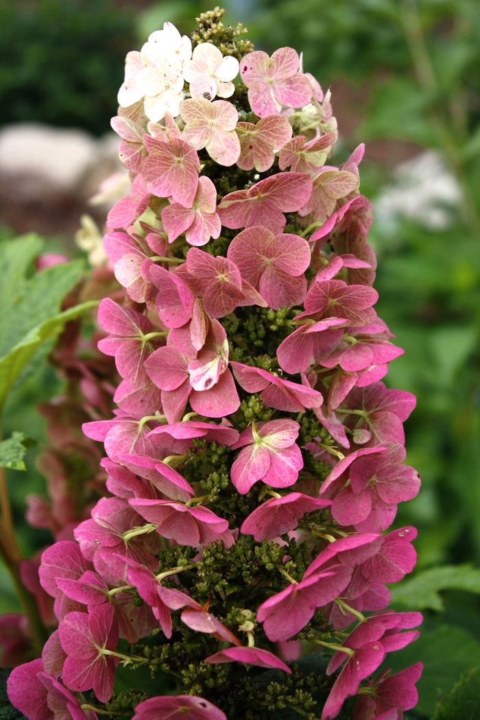 Jetstream™ Oakleaf Hydrangea - Hydrangea quercifolia 'PIIHQ-I' PP25,319 (Oakleaf Hydrangea) from E.C. Brown's Nursery