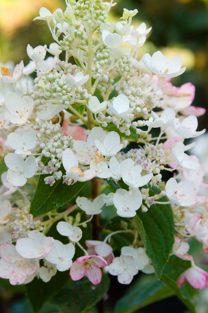 Tickled Pink Hydrangea - Hydrangea paniculata 'Tickled Pink®' from E.C. Brown's Nursery