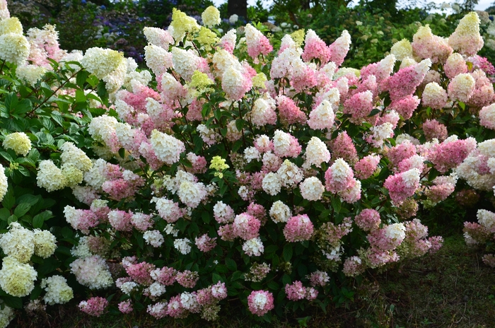 Strawberry Sundae™ Hydrangea - Hydrangea paniculata Rensu from E.C. Brown's Nursery