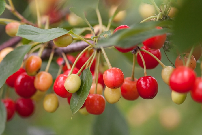 Sweet Cherry Pie™ Cherry - Prunus hybrid from E.C. Brown's Nursery