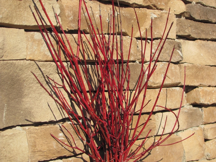 'Cayenne' Dogwood - Cornus amomum from E.C. Brown's Nursery