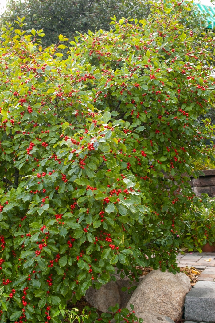 Wildfire™ Winterberry - Ilex verticillata from E.C. Brown's Nursery