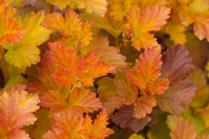 Amber Jubilee™ - Physocarpus opulifolius from E.C. Brown's Nursery