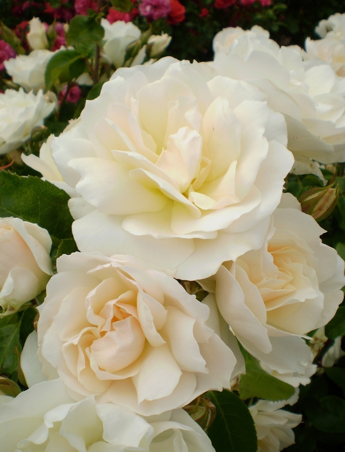 Easy Elegance® 'Champagne Wishes' - Rosa 'BAIcham' from E.C. Brown's Nursery Easy Elegance® 'Champagne Wishes' - Rosa 'BAIcham' from E.C. Brown's Nursery