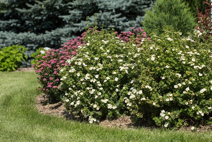 Creme Brule™ Potentilla - Potentilla fruticosa from E.C. Brown's Nursery Creme Brule™ Potentilla - Potentilla fruticosa from E.C. Brown's Nursery