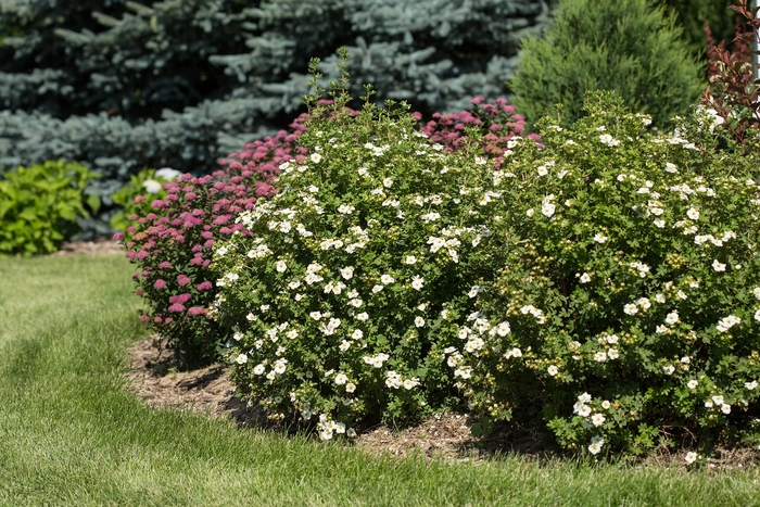 Creme Brule™ Potentilla - Potentilla fruticosa from E.C. Brown's Nursery