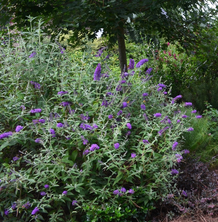 'Groovy Grape™' Butterfly Bush - Buddleia davidii from E.C. Brown's Nursery