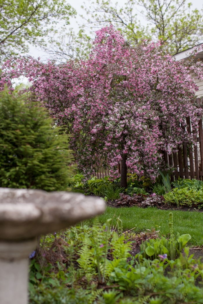 Ruby Tears™ - Malus hybrid from E.C. Brown's Nursery