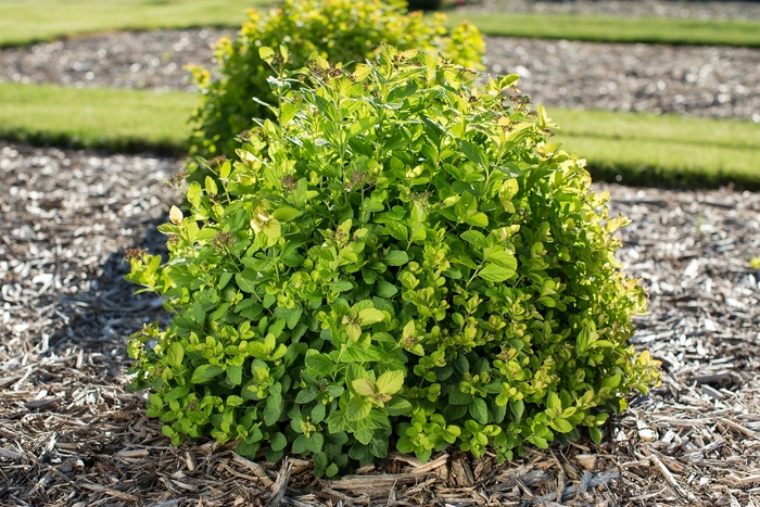 Pink Sparkler™ Birchleaf Spirea - Spiraea betulifolia from E.C. Brown's Nursery
