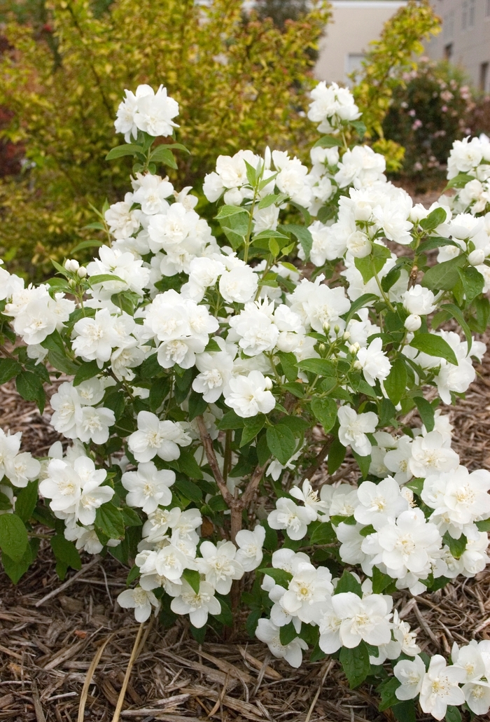 Snow White™ - Philadelphus hybrid from E.C. Brown's Nursery Snow White™ - Philadelphus hybrid from E.C. Brown's Nursery
