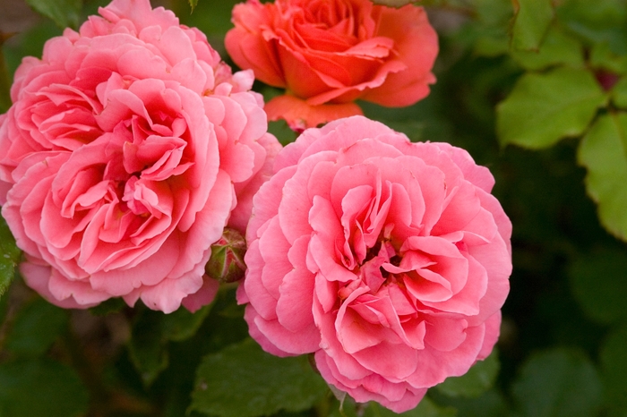 Easy Elegance® 'Kiss Me' Rose - Rosa 'BAIsme' PP18506 from E.C. Brown's Nursery