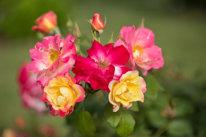 'Campfire' - Rosa hybrid from E.C. Brown's Nursery