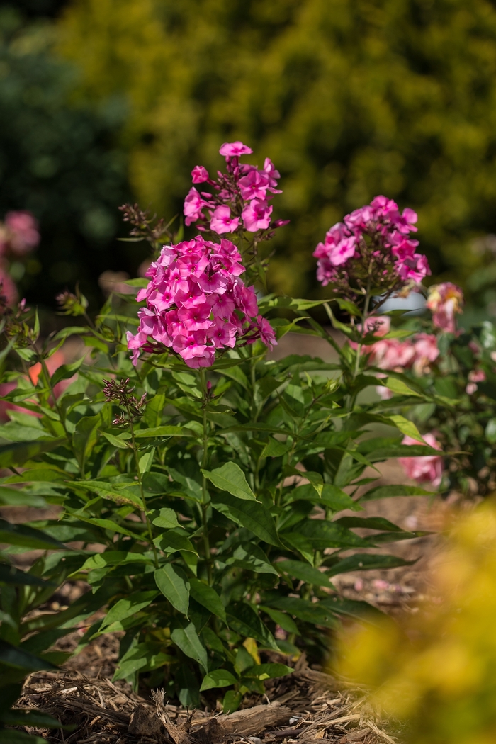 Candy Store® Bubblegum Pink™ - Phlox paniculata 'Ditomfra' PP21171 (Garden Phlox) from E.C. Brown's Nursery Candy Store® Bubblegum Pink™ - Phlox paniculata 'Ditomfra' PP21171 (Garden Phlox) from E.C. Brown's Nursery