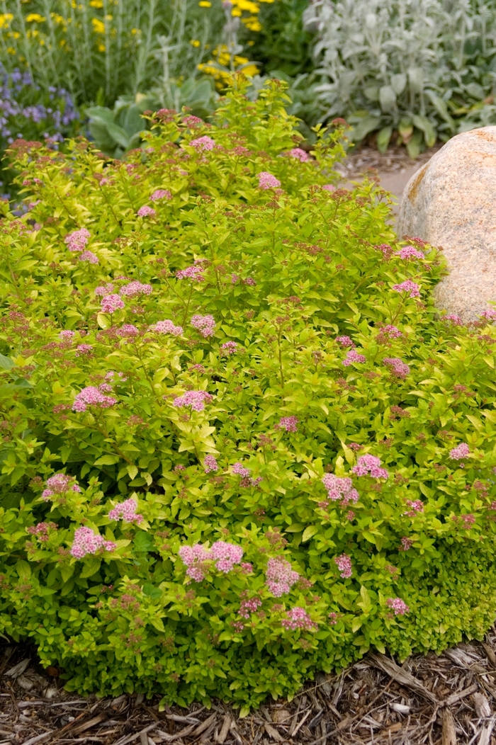 Sundrop™ Spirea - Spiraea x 'Bailcarol' from E.C. Brown's Nursery